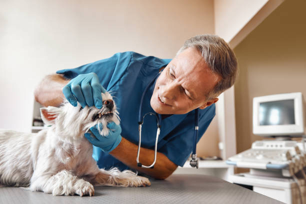 Best Urgent Care for Lost Fillings or Crowns in Lorado Springs, CO